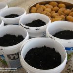 Πως θα φυτέψετε πατάτες Βόνιτσας σε μπαλκόνι της Αθήνας