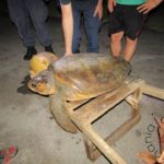 Διάσωση χελώνας καρέτα-καρέτα στο Διόνι