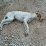 ΣΟΚ: «Ανεγκέφαλοι» σκόρπισαν τον θάνατο με φόλες στον Γαλατά!