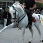Ένα άλογο χορεύει τα καγκέλια μπροστά στο κλαρίνο του Κοκκώνη!
