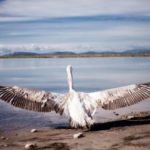 Απελευθέρωση παρυδάτιων πουλιών στο Εθνικό Πάρκο Λιμνοθαλασσών Μεσολογγίου-Αιτωλικού