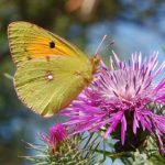 Οι φανταστικές πεταλούδες της ορεινής Ναυπακτίας
