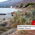 Το γιγάντιο πέπλο αράχνης του Αιτωλικού έγινε θέμα στο BBC!