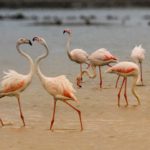 «Βουτιές» με τα ροζ φλαμίνγκο στη λιμνοθάλασσα Μεσολογγίου
