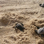Τα πρώτα χελωνάκια στην παραλία του Λούρου για το 2019