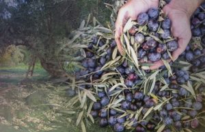 Ρεκόρ μείωσης παραγωγής επιτραπέζιας ελιάς και ελαιολάδου στην περιοχή του Αγρινίου