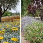 Μύρισε Άνοιξη ξανά! O Βοτανικός Κήπος «Zelios Gardens – Ζέλιος Γη» ανοιχτός για το κοινό