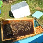 Προτάσεις για την άνθιση της Μελισσοκομίας στο Δήμο Μεσολογγίου