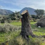 Οργή και θλίψη για το κατακρεούργημα αιωνόβιων ελαιοδένδρων στο Ξηρόμερο