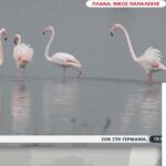 «Απόβαση» φλαμίνγκο και πελεκάνων στη λιμνοθάλασσα Μεσολογγίου (vid)