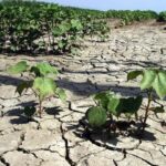 Ξεράθηκαν οι καλλιέργειες στην Αιτωλοακαρνανία λόγω έλλειψης άρδευσης