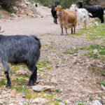 Ήχοι βουνού, από τα γίδια και τα κυπροκούδουνα στα ορεινά της Αιτωλοακαρνανίας (vid)