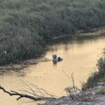 Η στιγμή που σκυλάκι πηδά στον Αχελώο για να γλιτώσει από τις φλόγες (vid)