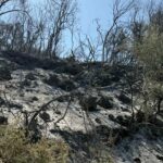 Τεράστια καταστροφή σε χιλιάδες ελαιόδεντρα σε Σταμνά και Γουριά