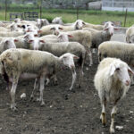 «Συναγερμός» στις Οινιάδες: Μετά τα κρούσματα του ιού Δυτικού Νείλου στο Νεοχώρι, δεκάδες νεκρά πρόβατα από μολυσμένα κουνούπια στη Γουριά