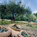 Συνέδριο για τη βιοπαραγωγή, τη βιομεταποίηση και τον βιοτουρισμό στο Μεσολόγγι