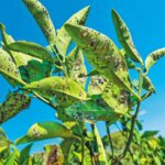 Εκδήλωση του Συνδέσμου Γεωπόνων στο Αγρίνιο: «Ο μαύρος ακανθώδης αλευρώδης και η αντιμετώπισή του στην Ελλάδα»