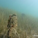 Επαπειλούμενοι ευγενείς και νόστιμα μαργαριτάρια!