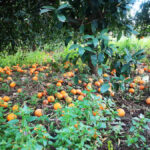 Μεγάλες ζημιές στα εσπεριδοειδή της Αιτωλοακαρνανίας από τους δυνατούς ανέμους