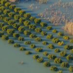 Σε απόγνωση παραγωγοί και κτηνοτρόφοι των Οινιαδών από την καταστροφική απελευθέρωση νερών του Αχελώου (vid)