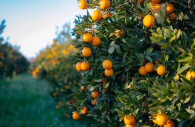 Οι Οινιάδες τιμούν ξανά τον ευλογημένο καρπό του πορτοκαλιού!