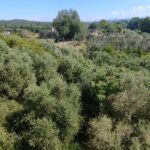 «Ζούγκλα» τα δημοτικά οικόπεδα δίπλα σε οικισμό στο Πεντάλοφο