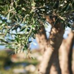 Η σωστή στιγμή και τα σωστά εργαλεία στη συγκομιδή ελιάς