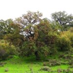 Οικολογική και Πολιτισμική Περιήγηση: Από το Δασικό Οικόσυστημα Ξηρομέρου στο Λαογραφικό Μουσείο Αγραμπέλου
