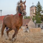 Το παραδοσιακό Αλώνισμα με άλογο αναβίωσε στο Πετροχώρι Τριχωνίδας