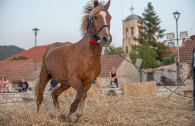 Το παραδοσιακό Αλώνισμα με άλογο αναβίωσε στο Πετροχώρι Τριχωνίδας