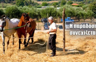 Το αλώνισμα με άλογα ζωντάνεψε ξανά στο Τρίκορφο Ναυπακτίας (vid)