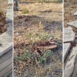 Έκοψαν από τη… ρίζα το Δασάκι του Μεσολογγίου – Από τους εμβληματικούς ευκάλυπτους στην εικόνα εγκατάλειψης