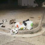 Ακραία ταλαιπωρία και απαξίωση για 130 πολίτες που ζητούν την επαναφορά κάδων στην οδό Σταυροπούλου